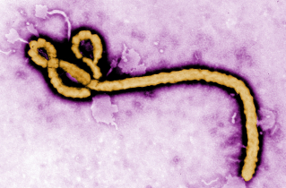 Illustration for article titled Five U.S. Airports Will Screen Travelers For Ebola